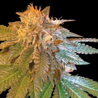 La Confidential  6 u. reg. DNA Genetics NO DISPONIBLE