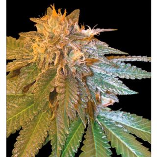 LC13 - La Confidential 13 u. reg. DNA Genetics NO DISPONIBLE