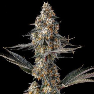 27219 - La Llorona : Devil Driver x Black Amber - 3 u. Fem Compound Genetics