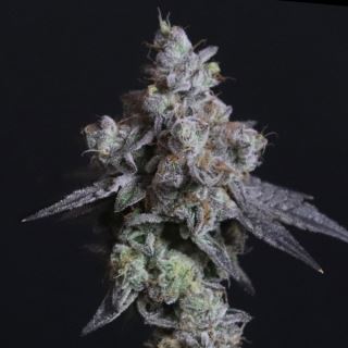 Lady Kush 3 ud. fem Elev8 Seeds