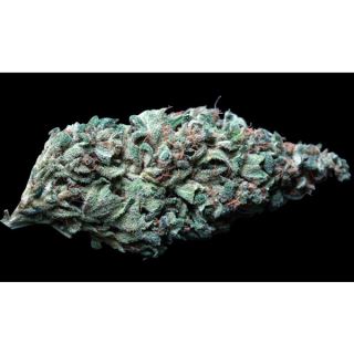 Lambo  5 u. reg. T.H. Seeds