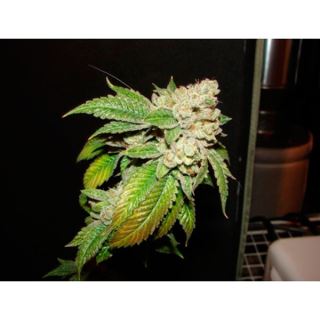 Larry OG Kush 10 u. reg. The Cali Connection