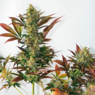 13663 - Larry´s Lemon OG  1 u. fem. Garden of Green Seeds