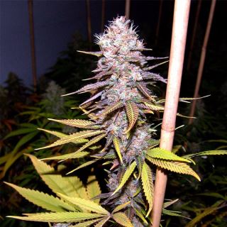 L3SS - Lavender  3 u. fem. Soma Seeds