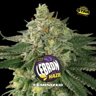 25548 - Lebron Haze  2 u. fem BSF Seeds