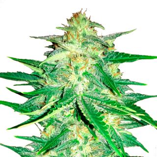 8096 - Lemon AK Auto   1 u. fem. FastBuds Seeds