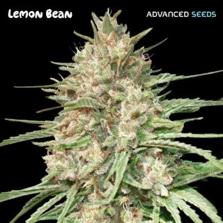 20561 - Lemon Bean   3 + 1 u. fem. Advanced Seeds