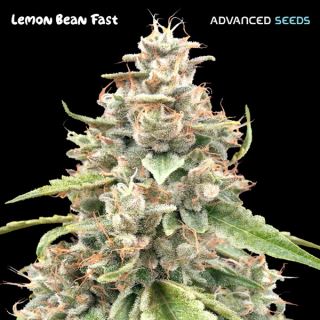 20566 - Lemon Bean Fast   3 + 1 u. fem. Advanced Seeds