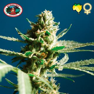 10692 - Lemon Cake 10 u. fem. Big Buddha Seeds