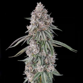27553 - Lemon Chain : Lemon Gello x Mellowz #8 - 7 u. Fem Compound Genetics