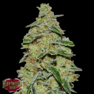 9695 - Lemon Cheescake  3 u. fem. Heavyweight Seeds