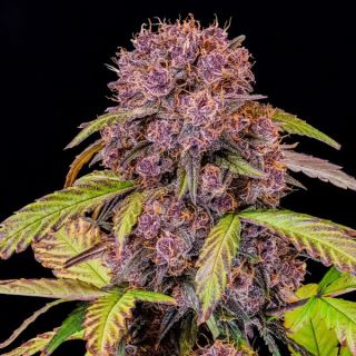 Lemon Cherry Cookies Auto  1 u. fem. FastBuds Seeds