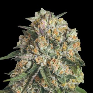 27385 - Lemon Cherry Gelato   1 u. fem. 00 Seeds
