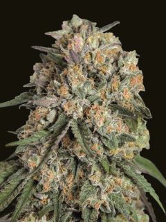 27342 - Lemon Cherry Gelato  100 u. fem. 00 Seeds
