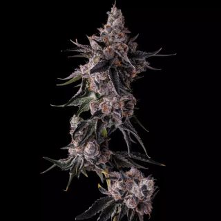 27206 - Lemon Cherry Pave : Lemon Cherry Gelato x Pave   - 7 u. Fem Compound Genetics
