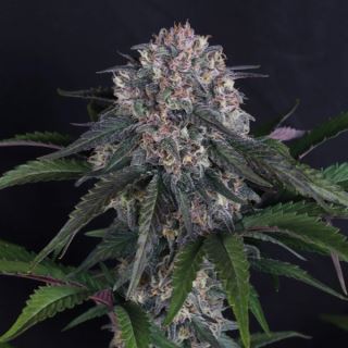 27640 - Lemon Cherry Sundae Auto  5 u. fem. FastBuds Seeds
