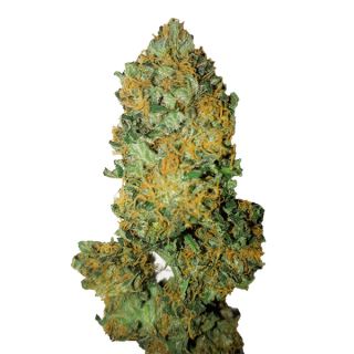 12939 - Lemon Diesel (0,4/18)   1 u. fem. CBD+ Buds