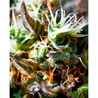 9259 - Lemon Ice 2.0 3 u. fem. Ripper Seeds