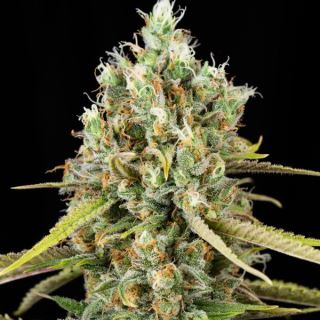 Lemon King 3+1 u. fem. Eva Seeds