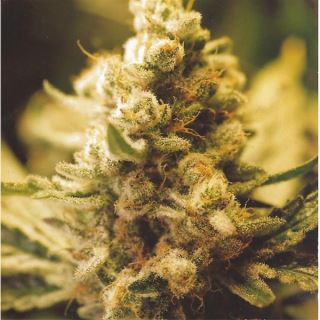 LKF4 - Lemon Kush  4 u. fem. Female Seeds