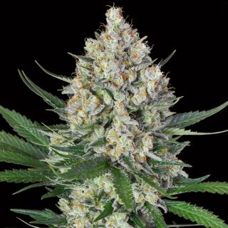 16476 - Lemon OG   3 u. fem. 00 Seeds