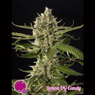 6716 - Lemon OG Candy 1 u fem Philosopher