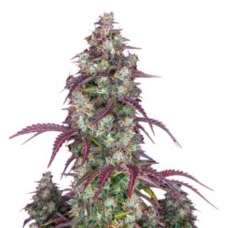 12895 - Lemon Pie Auto  1 u. fem. FastBuds Seeds