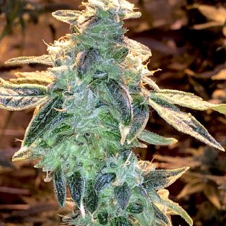 Lemon Runtz 3 ud. fem Elev8 Seeds