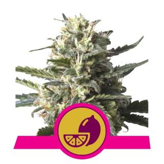 9535 - Lemon Shining Silver Haze  1 u. fem. Royal Queen