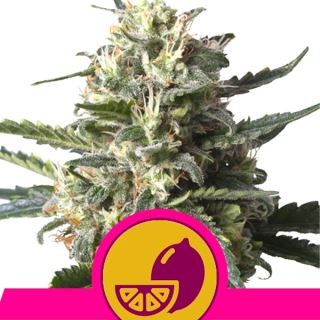 9538 - Lemon Shining Silver Haze 10 u. fem. Royal Queen