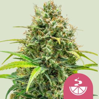 22054 - Lemon Skunk   1 u. fem. Royal Queen