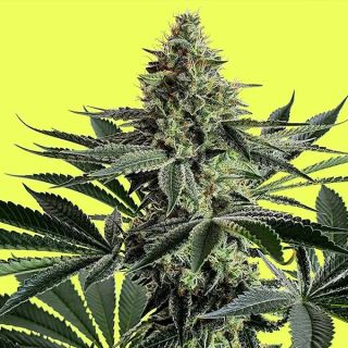 Lemon Storm 1 u. fem Pure Instinto