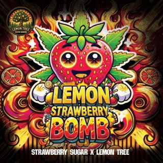 Lemon Strawberry Bomb 6 ud. fem Elev8 Seeds