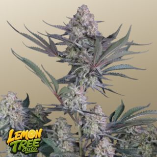 27462 - Lemon Tree Auto  5 u. fem. FastBuds Seeds