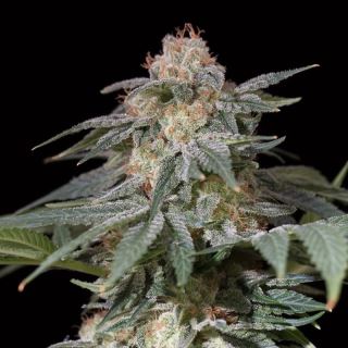 Lemon Tree Fast "by Lemon Tree"   10 ud Silent Seeds