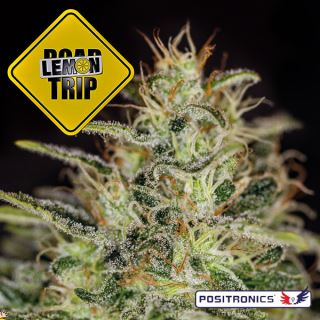 17218 - Lemon Trip 1 u. fem. Positronics Seeds