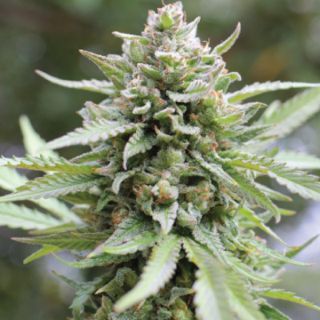 24925 - Lemongrass 5 u. fem Humbold Seeds Company