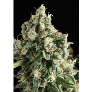 Lennon  1 u. blister x 12 u. fem. Pyramid Seeds