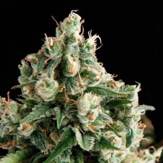 5388 - Lennon 3 u. fem. Pyramid Seeds