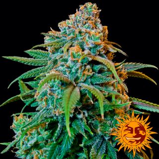 Liberty Haze  1 u. fem. Barney's