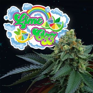 26163 - Lime OZZ 3+1 u. fem Perfect Tree