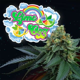 Lime OZZ 6 u. fem Perfect Tree