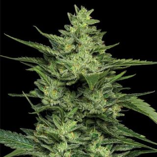 26607 - Limez 5 u. fem Humboldt Seeds Company