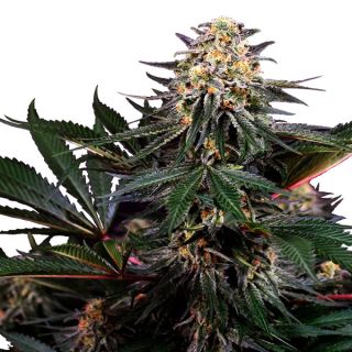 Lockdown Kush  5 u. fem. Sensi Seeds Research