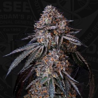 27674 - London Bubbly  2 u. fem. 710 Limited Pack T.H. Seeds.