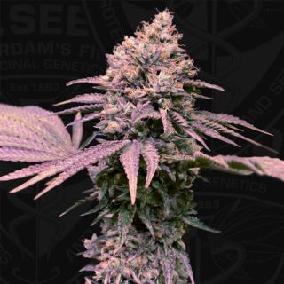 16350 - London Mint Cake  2 u. fem. 710 Limited Pack T.H. Seeds.