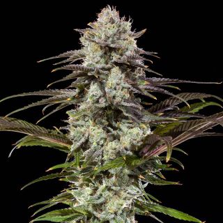 London Pound Cake 10 u. fem. Barney's