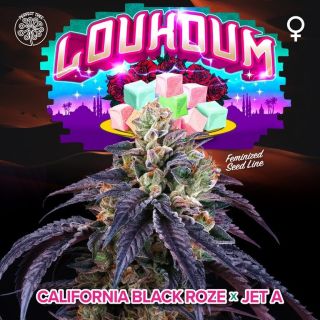 26164 - Loukoum 3+1 u. fem Perfect Tree