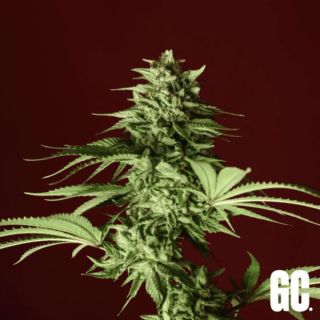 26361 - Lumpy's Fritter 3 u. fem  Grand Cru Genetics