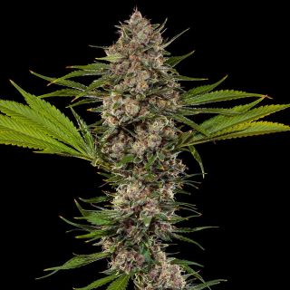 MAC 1 -  3 u. fem. Barney's